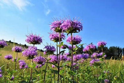 100+ Purple Bergamot Bee Balm Seeds Monarda Bee Balm Flowers Garden Planting