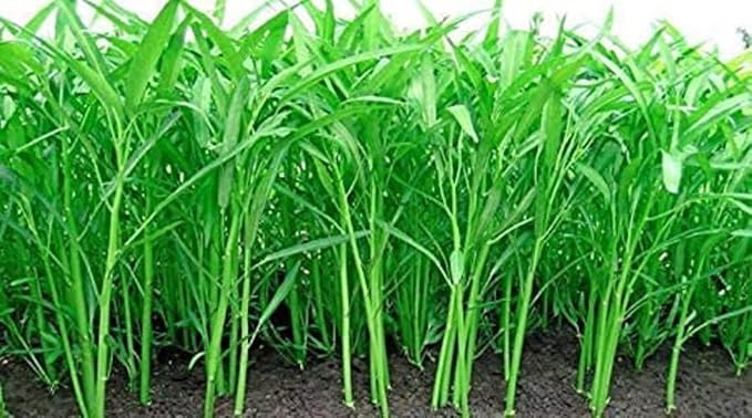 Kong Xin CAI Seeds (250 Seeds) - Green Leaf Vegetable Seeds for Planting Garden - Non-GMO Choy Ong Seeds - Ships from Iowa, USA