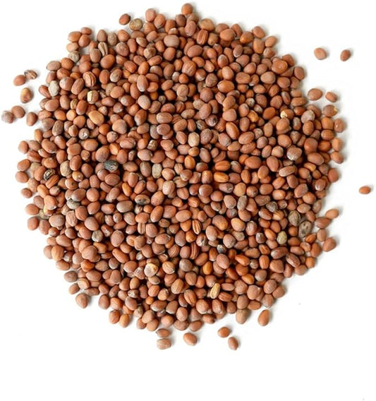1 lb Radish Sprouting Seeds - Perfect for Sprouting & Microgreens - Healthy, Delicious, and Spicy - USA Grown