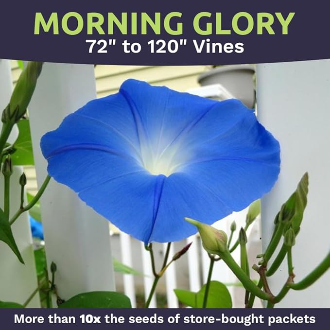 Morning Glory Seeds Heavenly Blue - Bulk 1/4 Pound Bag - Over 4,000 Fresh Flower Seeds