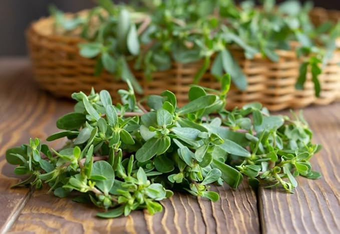 1000PCS Golden Purslane Seeds Portulaca Sativa Vegetable Gardening Seeds Heirloom Non-GMO