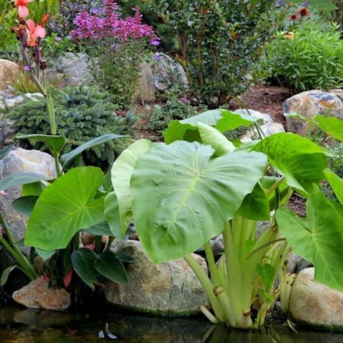 Chalily Aquatic Planting Bundle for Waterlilies, Bog Plants, Lotus Easy Water Lily Plant Kit Hardy Tropical Waterlily Kit Pond Water Garden Aquatic Soil Pond Plants (16qt Soil, 20” Pot)