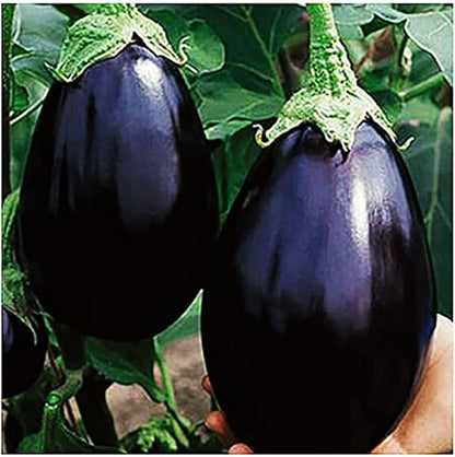 Rosa Blanca Eggplant Seeds