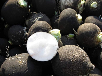 Black Radish Non GMO Vegetable for Planting
