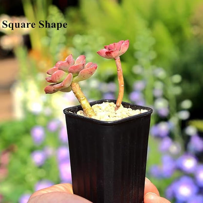 BangQiao 180 Pack 1.95 Inch Tiny Black Plastic Square Nursery and Seedling Pot, Mini Deep Transplant Seed Starter Planter with Drain Hole for Germination, Herb, Succulent