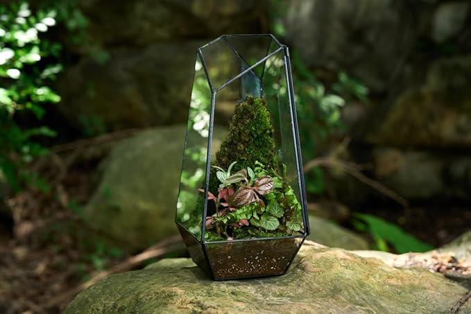 FISCRAT Tabletop Glass Terrarium -5"x5"x10.8" Black Metal Frame Indoor Plant Display Container with Openable Door, Low Maintenance Succulent Ecosystem, Space Saving Art Decor (Plants Not Included)