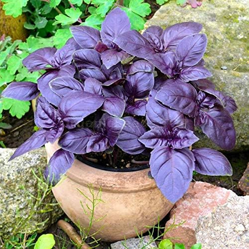 Seeds Basil Purple Leaf Opal Indoor Vegetable for Planting Heirloom Non GMO - 500 Seeds