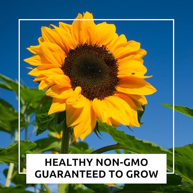 Mongolian Sunflower Seeds – 10 Seeds per Packet, Easy-to-Grow for a Diverse Garden