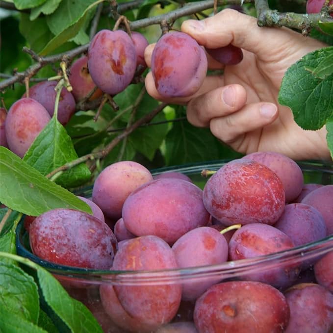 10+ Wild Plum Trees Fruit Seeds for Planting Outdoor-Perennial Native Prunus Seeds Americana Non-GMO Heirloom Fruit Trees Seed for Home Outdoor Garden