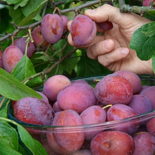 10+ Wild Plum Trees Fruit Seeds for Planting Outdoor-Perennial Native Prunus Seeds Americana Non-GMO Heirloom Fruit Trees Seed for Home Outdoor Garden
