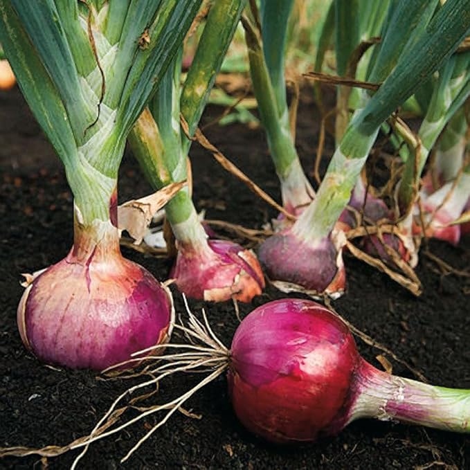TomorrowSeeds - 3 Colors Mix Onion Sets (Bulbs) Seeds - 25+ Count - for 2026 Planting Yellow, Red, White Gardening Excellent Storage Noon Intermediate Intermediate Day Neutral Onions Grow Your Own