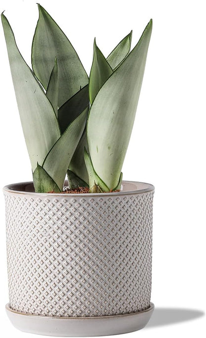 5.8 Inch Plant Pots: Ceramic Planter with Drainage Hole & Saucer - Flowerpot for Indoor & Outdoor Plants - Beaded Embossed Design White - with Separate Tray