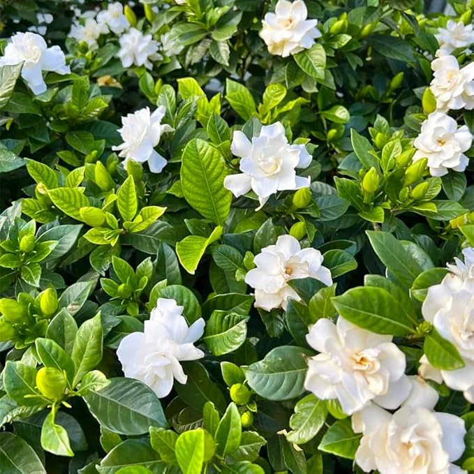 220+ Gardenia Seeds for Home Garden Planting, White Fragrant Flowers and Glossy Green Leaves, Attracts Butterflies and Bees
