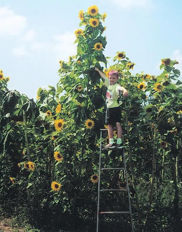 Skyscraper Sunflower Seeds for Planting 40 Seeds Huge 15-20 feet Tall (Skyscraper Sunflower)