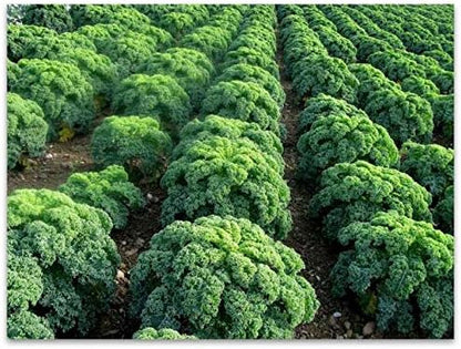 Seeds Dinosaur Kale Bush Cabbage Curly Scotch Giant Heirloom Vegetable Non GMO for Planting