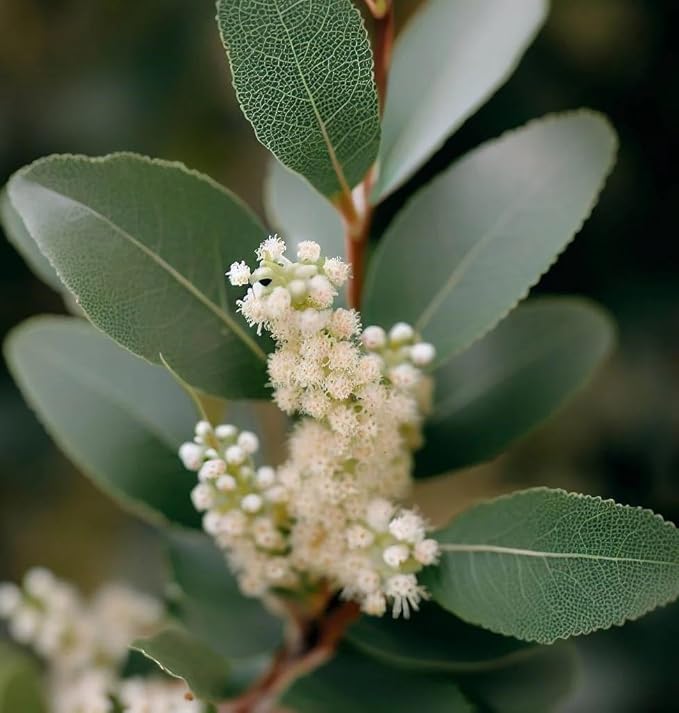 Myrica cerifera (Southern Waxmyrtle) Tree Seeds, Fragrant Foliage, Attractive Berries, Seeds by MySeeds.Co, You Choose The Amount (1 oz)
