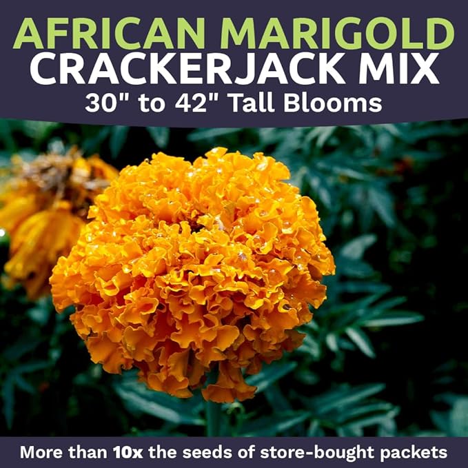 African Marigold Seeds Crackerjack Mix - Bulk 1/4 Pound Bag - Over 40,000 Seeds - Huge Orange and Yellow Blooms