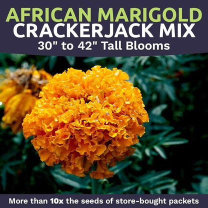 African Marigold Seeds Crackerjack Mix - Bulk 1/4 Pound Bag - Over 40,000 Seeds - Huge Orange and Yellow Blooms