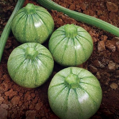 Seeds Round Zucchini Light Green Courgette Non GMO Heirloom