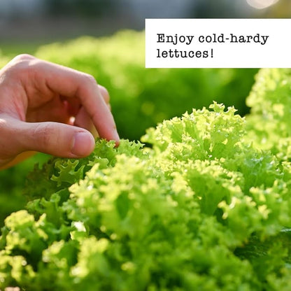 Jiffy Plant Germination Kit - Seed Starter Tray with Lettuce Seeds, 36 Cell, 2 Pack - Plastic