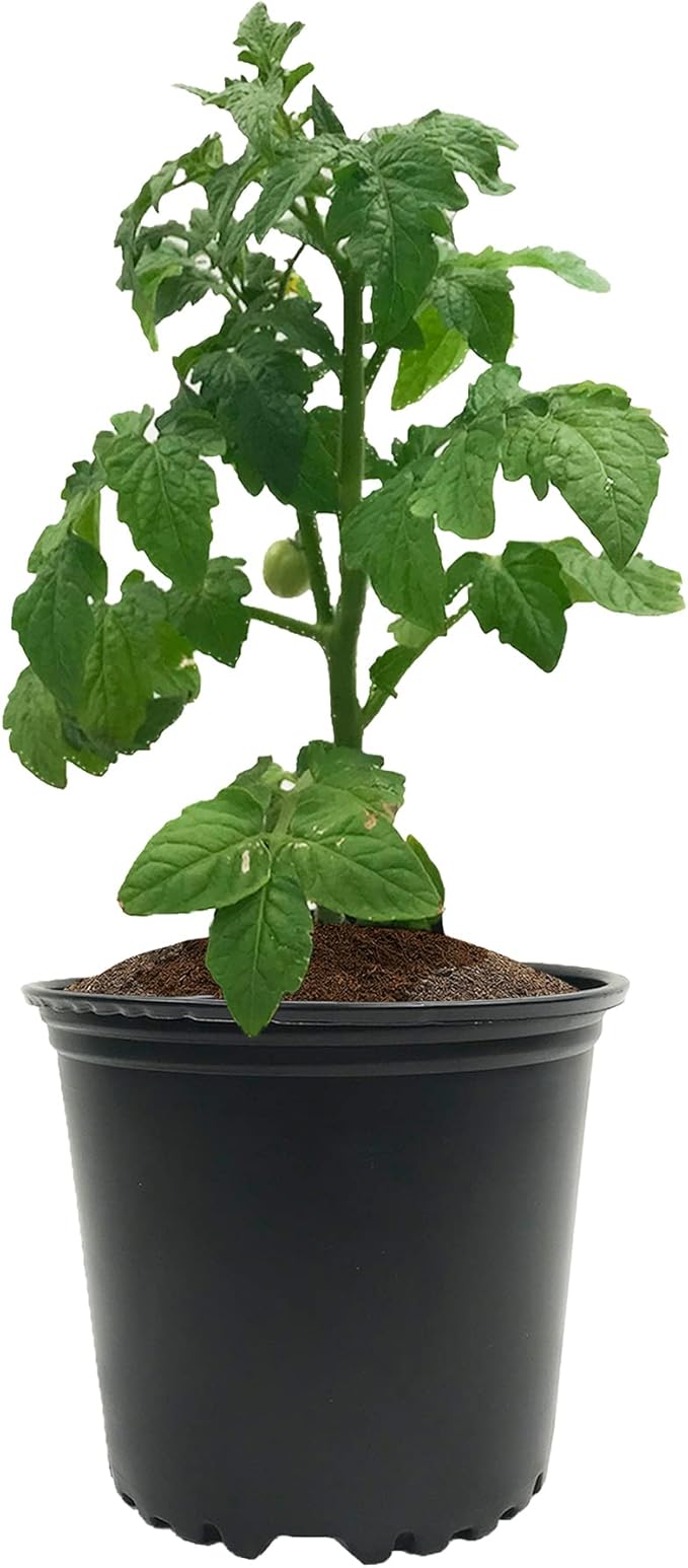 Viagrow® 650 g (1.4 lb.) Compressed Coconut Coir Premium Grow Media (6-Packs) / A Product of The Harvest Company™