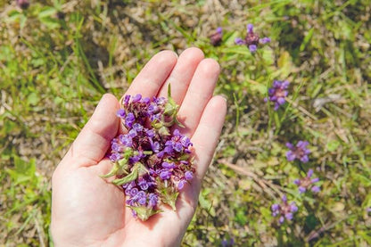 Lanceleaf Selfheal (Heal-All) Flower Seeds for Planting, 100+ Seeds Per Packet, (Isla's Garden Seeds), Non GMO & Heirloom Seeds, Scientific Name: Prunella Vulgaris, Great Home Garden Gift