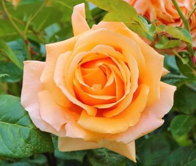 100PCS Mix Rose Seeds Lush Blooms Perennial Bush Rosa Flower Seeds Heirloom