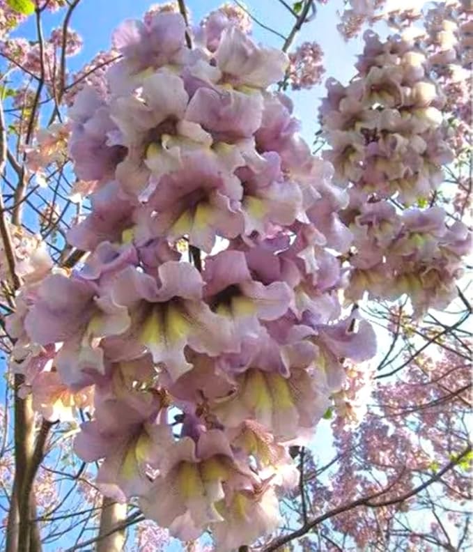 450 Paulownia fortunei | Dragon Tree | Fortunes Empress, by-PeavyTailor, Sapphire