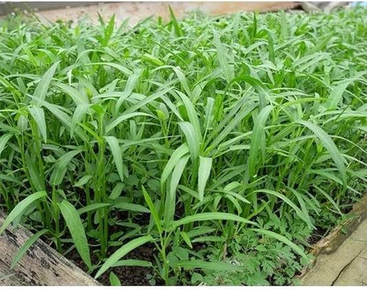 100g - 2000++ Hat Giong Rau Muong La TRE. Kong Xin CAI, Ong Choy Seeds, Kangkong Seeds 95% Germination Rate in The USA