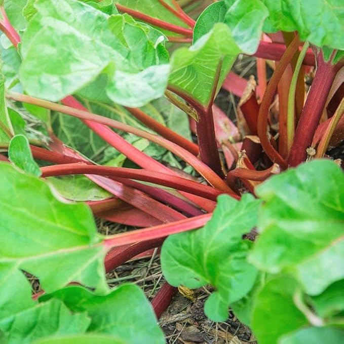 TomorrowSeeds - Victoria Rhubarb Seeds - 200+ Count - For 2026 Planting USA Garden Vegetable Perennial Red Rheum Huang Celery Rubharb Non-GMO Heirloom Grow Your Own Home Farm Patio Healthy Sustainable