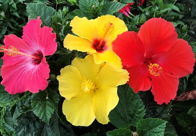 20 Giant Hibiscus Flower Seeds Hardy,Mix White Pink Red Color, DIY Home Garden Potted or Yard Flower Plant,