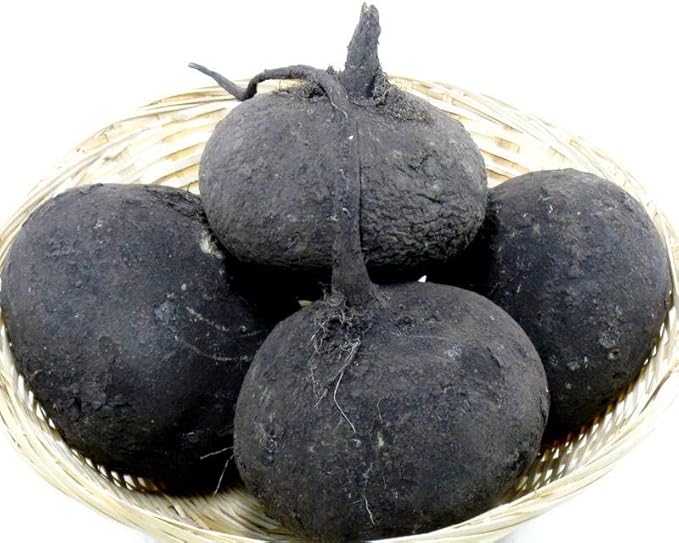 Black Radish Non GMO Vegetable for Planting