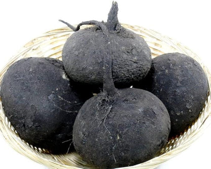 Black Radish Non GMO Vegetable for Planting