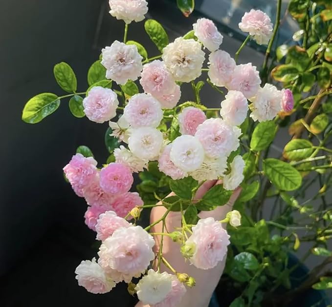 50+ Pink White Rose Seeds Fragrant Rose Flowers Garden Planting