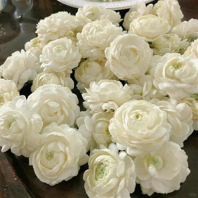 Jasmine Flower Seeds for Planting, 99 Double Jasminum Sambac Seeds, Perennial Flower Plants, Non-GMO Heirloom Climbing Jasmine Seed for Home Garden, Balcony, Vertical Garden Decor