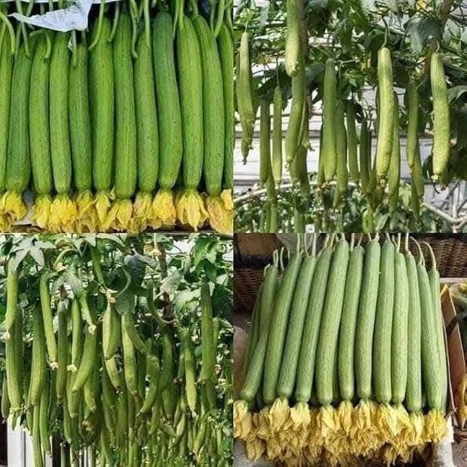 20+ Vietnamese Hybrid Smooth Luffa; Hạt giống mướp hương xanh lai F1; Mướp hương nụ 5 lá giống mướp sai quả Gourd Seeds - Dok - Hybrid