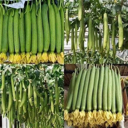20+ Vietnamese Hybrid Smooth Luffa; Hạt giống mướp hương xanh lai F1; Mướp hương nụ 5 lá giống mướp sai quả Gourd Seeds - Dok - Hybrid