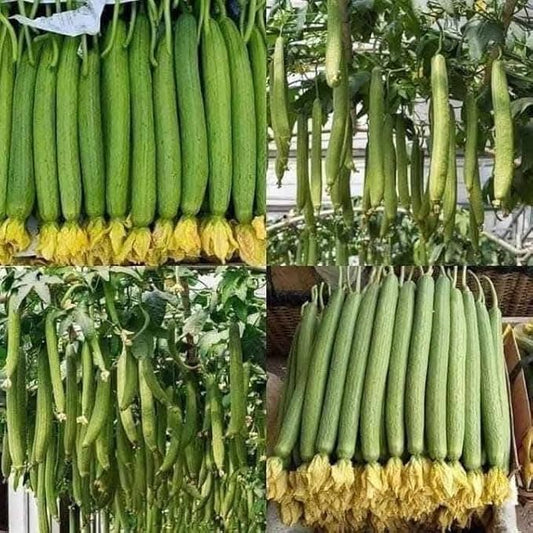 20+ Vietnamese Hybrid Smooth Luffa; Hạt giống mướp hương xanh lai F1; Mướp hương nụ 5 lá giống mướp sai quả Gourd Seeds - Dok - Hybrid