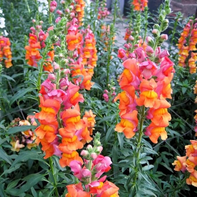 200+ Snapdragons Orange Seeds Flowers Garden Planting