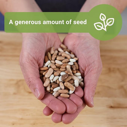 Sow Right Seeds - Bulk Mixed Tricolor Bean Seeds for Planting - 2 Ounce, 170 Seeds - Non-GMO Heirloom Jumbo Pack with Instructions to Plant a Home Vegetable Garden - Grow Loads of Colorful Beans (1)