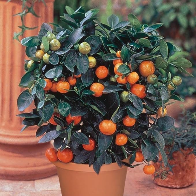 Gardenera Tailor-Made Soil Mix for Tangerine Trees : Grow Your Own Juicy Tangerines with Confidence - 2 Quart