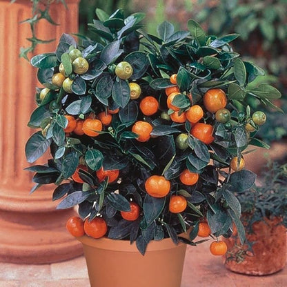 Organic Potting Soil for Tangerine Trees : Give Your Citrus Trees The Best Start with Gardenera's Nutrient-Rich Blend - 20 Quart