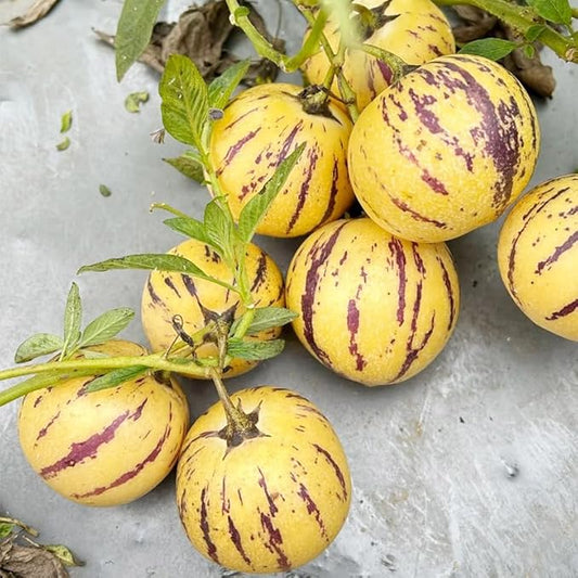 30Pcs Pepino Melon Seeds for Planting-Non-GMO Heirloom Plant Seeds Garden Outdoor