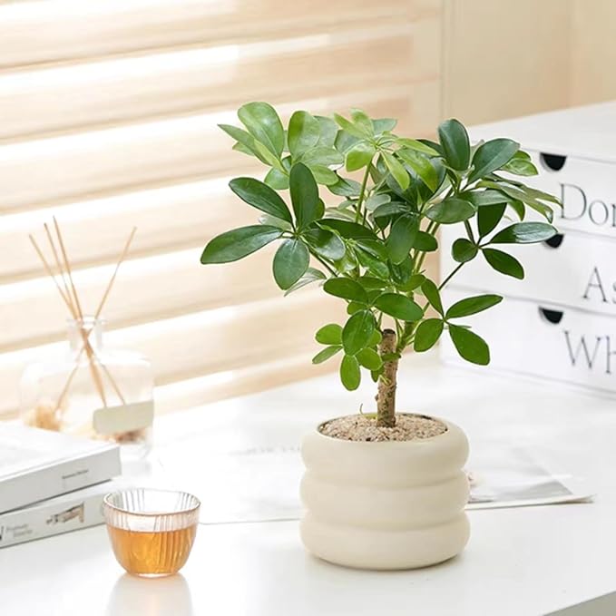 Ceramic Plant Pot Indoor, 4.5 Inch Flower Pot with Drainage Hole, Small Bubble Design Ceramic Planter for Home & Office Decor (Beige)