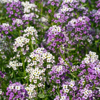 200+ Mix Sweet Alyssum Seeds Groundcover Flowers Garden Planting