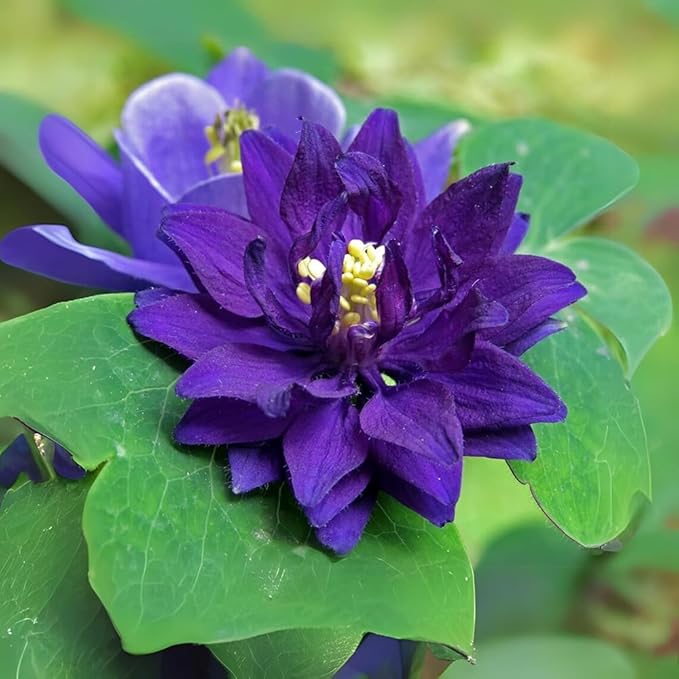 100+ Aquilegia Purple Barlow Columbine Seeds Flowers Garden Planting