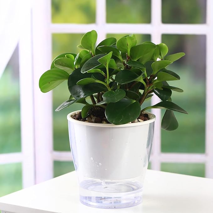 6-Pack 7 Inch Large Self-Watering Planters - Clear African Violet Pots, Plastic, Wick, Orchid Pots - Indoor Plants