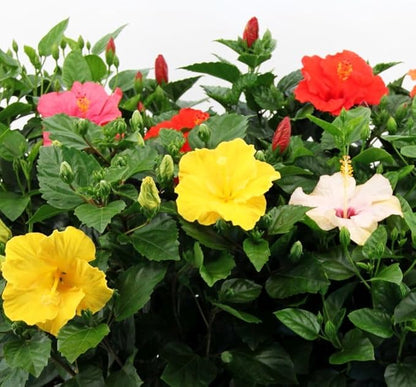 20 Giant Hibiscus Flower Seeds Hardy,Mix White Pink Red Color, DIY Home Garden Potted or Yard Flower Plant,