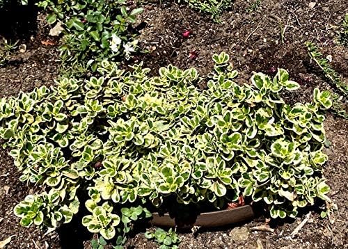 Hillside Planter-Set of (3) D.I.Y Erosion Control Soil Slope-Stabilization Runoff Conserves Water ECO 1-5 Gallon