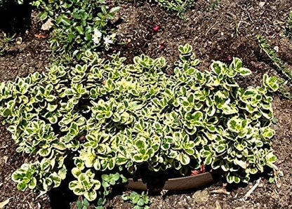 Hillside Planter-Set of (3) D.I.Y Erosion Control Soil Slope-Stabilization Runoff Conserves Water ECO 1-5 Gallon